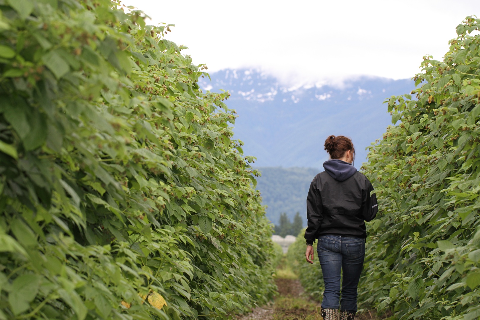 Kaitlyn is walking along rows of cranberry bushes with her back to the camera.